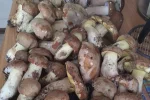 Украина зарастает грибами: корзины ломятся от белых - такого урожая не было давно, кадры