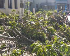 Масову вирубку здорових дерев влаштували в Одесі, фото: "збиток колосальний"