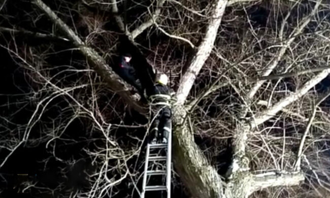 Подросток заліз на вершину 7-метрового дерева і не сліз: рятувальники кинулися на допомогу