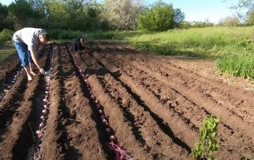 Як садити картоплю так, щоб вона дозріла швидше: використовуйте ці хитрощі