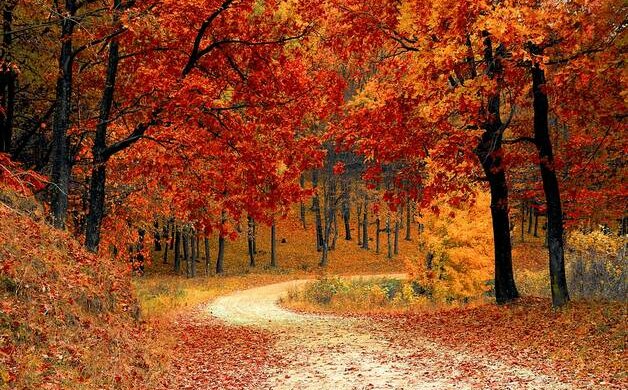 Тепло закінчилося: скільки днів залишилося радіти і коли будуть заморозки