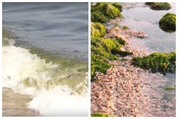 Екологічна НП в Одесі, берег усіяний рибою і зміями: що сталося