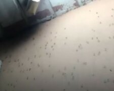 "Я такого в жизни не видел": комары выживают туристов с номеров на украинском курорте, кадры нашествия