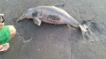 Трагедия в Черном море: первые подробности масштабной гибели дельфинов (фото)