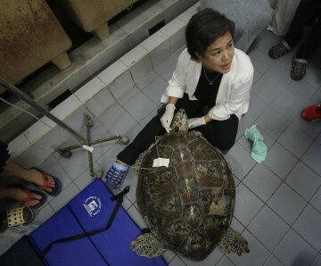 APphoto_Thailand-Turtle-Trouble-1