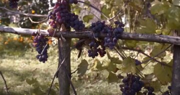 Як обрізати виноград до весни, щоб краще зростав: що важливо пам'ятати та знати