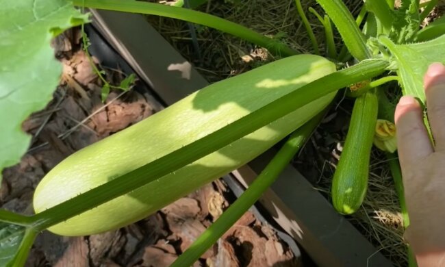 кабачки, скриншот Ютуб