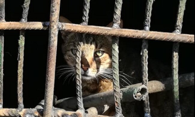 В Киеве кошку с котятами заживо заварили в подвале: "потому что антисанитария и тараканы"