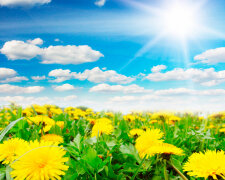 украина природа весна лето одуванчики солнечно погода солнце