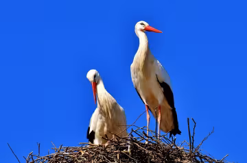 аист