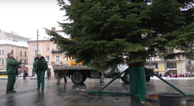 У Львові встановили головну ялинку міста: як вона виглядає та що думають українці