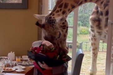 "Это лучший день в моей жизни": вдова Кернеса показала, как развлекается с жирафом