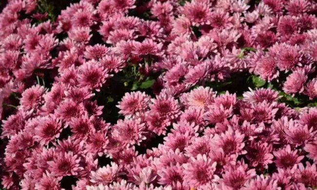 хризантемы