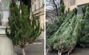 Харьковчанам продают новогодние елки по баснословной цене, фото: "Узнавали только что"