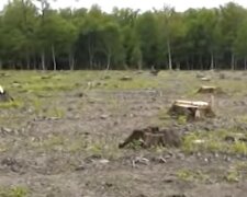 Массовую вырубку деревьев устроили в национальных парках: Украина потеряла 2,1 миллиона