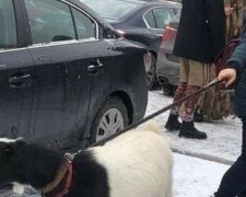 Киевлянка в центре города выгуливала на поводке козу, фото: "не боялась людей и..."
