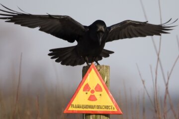 катастрофа, радиация, чернобыль