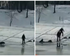 "Просто неймовірно": пес у Києві врятував хлопчика, що провалився під лід, драматичні кадри