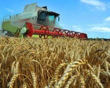 Египет отказался от российской пшеницы