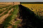 С мораторием или с ограничениями: как должен работать рынок земли