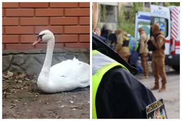 "Сидел под стенами больницы": в Одессе бросились спасать раненного лебедя, кадры