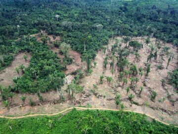Амазония, лес, джунгли, вырубка