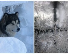 "Деревья превратились в кружевные изваяния": в Украину пришли морозы со снегом, чарующие фото