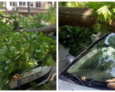 НП в центрі Одеси: дерево, що звалилося, розчавило авто туристів, "приїхали на відпочинок з дітьми"