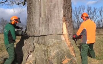 Лісоруб з товаришами незаконно спиляв дерев на майже півмільйона: як його покарають