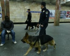 полиция с собаками