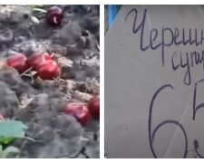 Украинка уничтожила 50 гектаров сада черешни: "Откройте нам границы"