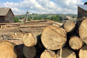 ДБР викрило топ-посадовців на вирубці лісу: "мільйонні збитки", що чекає на порушників