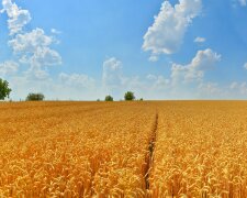 земля, поле, пшеница