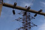 Графики отключения света в Киевской области на неделю с 11 по 17 мая