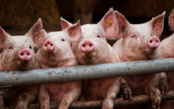Animals___Pigs_Pigs_pose_for_the_photographer_069651_