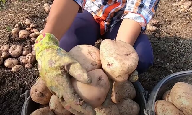 картофель