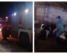 Масштабный пожар разгорелся под Харьковом: 70 телят оказались в ловушке