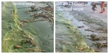 Чорне море в Одесі стає зеленим, місцеві діляться кадрам: "Обходьте узбережжя"