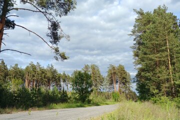 У лісі знайшли культове авто з цікавим минулим: "Їду одружуватися"