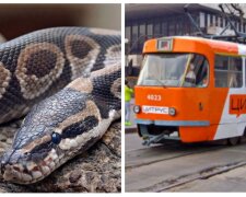 Величезна змія в одеському трамваї ошелешила людей, фото: "повзала по спині"