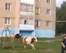 В России коровы обратили в бегство полицейских, кадры позора: "Когда даже скотина понимает"