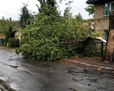 Ураган обрушился на Киев, кадры бедствия: "повалены деревья и..."