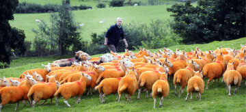 FROM JOHN JEFFAY AT CASCADE NEWS LTD 0161 660 8087 / 07771 957773 john@cascadenews.co.uk / www.cascadenews.co.uk Syndicated for Westmorland Gazette Lakeland farmer Pip Simpson who has resorted to painting his herd of Cheviot ewes orange, in his battle against sheep rustlers. A SHEEP farmer has Tango-ed his flock with bright orange dye, to stop them being stolen. Pip Simpson has sprayed 800 of his Cheviots, after losing 300 to rustlers in the last four years. The only solution we could find was to make them completely different to everybody elses so theyve been sprayed luminous orange, said Pip, 50, from Troutbeck, Cumbria. Its just a dye  theres no chemicals or anything and its not going to harm them at all. Its as if theyve been Tango-ed, theyre literally luminous orange. Over the last four years we will have had towards 300 sheep go missing or pinched so weve had this constant problem with never being able to stop it, he said.