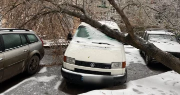 "Повалені дерева та електричні опори": негода обрушилася на Львів, фото наслідків