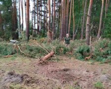Госэкоинспекция: российские войска обстреляли Национальный природный парк в Сумской области