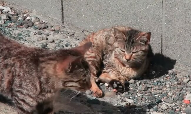 В Киеве неадекват избавился от котов нечеловеческим способом, фото: "Отравил и..."