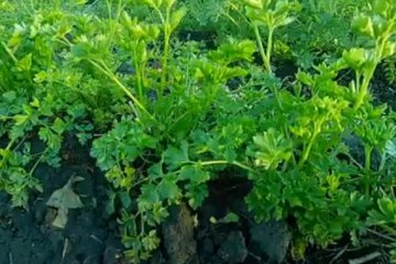 Вирощування соковитої петрушки