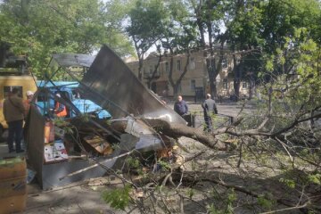 Дерево впало на кіоск з продавцем в центрі Одеси, рух заблоковано: кадри НП