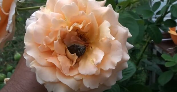  �������������� ���������� ��������� ������ �������� ����������� �������� 