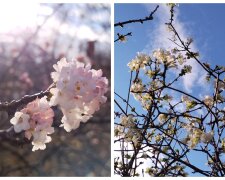 В Одессе посреди зимы внезапно распустились цветы на деревьях: кадры красоты